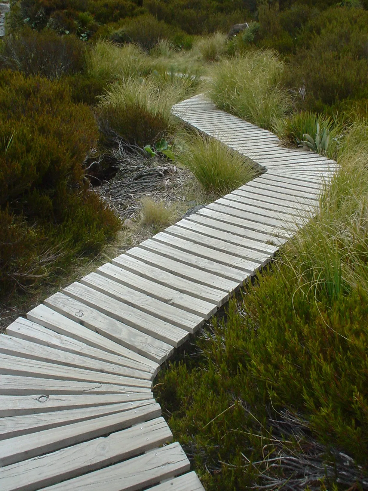 crooked-nature-path-1431061